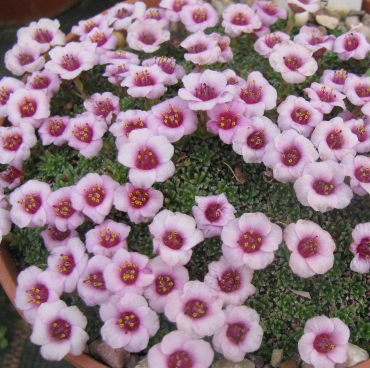 Saxifraga 'Frederik Chopin'